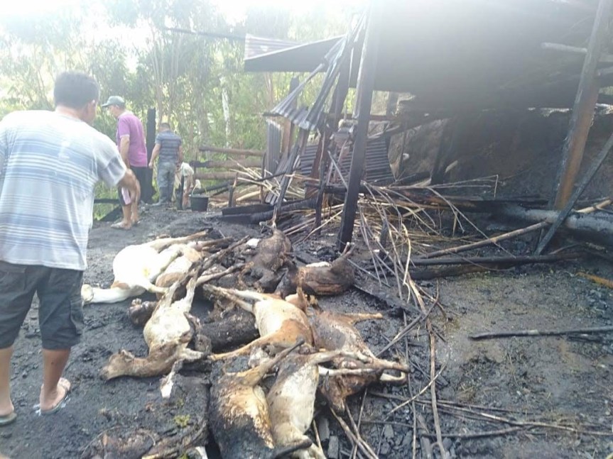 Ditinggal Ibadah, Puluhan Ternak Tewas Dilalap Si Jago&nbsp;Merah