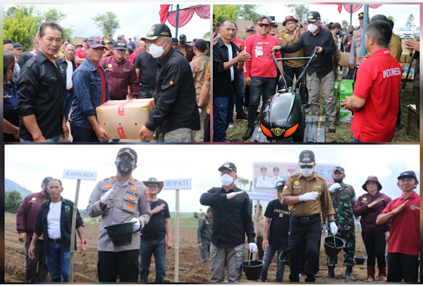 Tingkatan Hasil Pertanian, Wongkar Rembang Canangkan Menanam Benih Kentang di Perkebunan&nbsp;Mondoinding