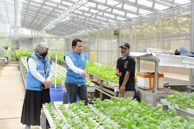Manfaatkan Penambahan Daya PLN, Produkvitas UMKM Hidroponik di Tangerang Naik 100&nbsp;Persen