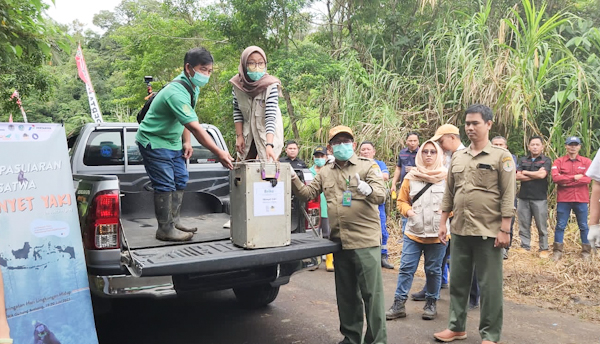 8 Monyet Yaki Dikembalikan ke Habitatnya di&nbsp;Hutan