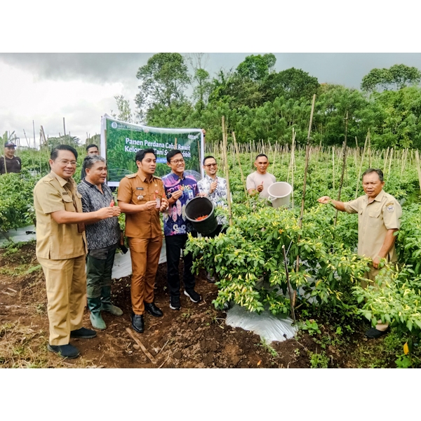 Upaya Pengendalian Inflasi, BI Sulut Bersama Poktan Sukoi Rabbit dan Distanak Tomohon Panen Cabai&nbsp;Perdana