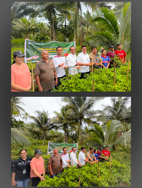 Panen Perdana Kepulauan, BI Upayakan Pengendalian Inflasi di&nbsp;Sangihe