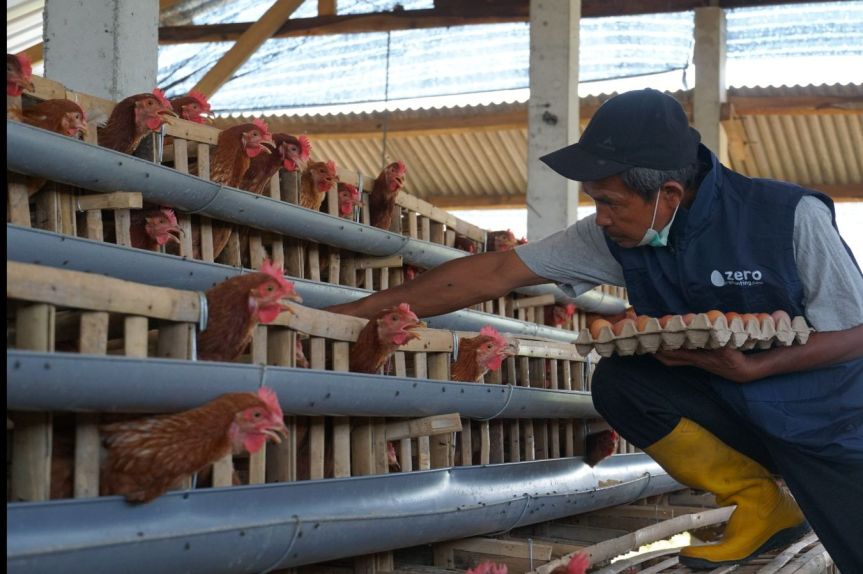 Dukung Pencegahan Stunting, PLN Berdayakan Peternak Ayam Petelur di Kabupaten&nbsp;Malang