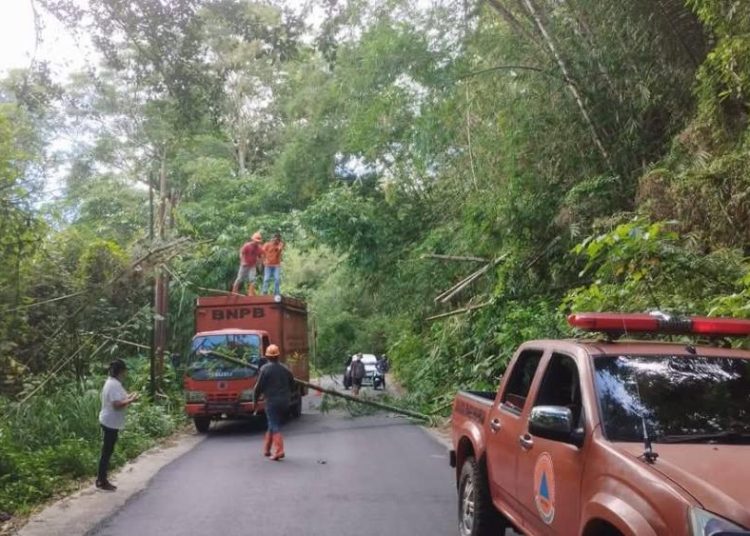 Jalur Rawan Pohon Tumbang, BPBD Minahasa Pangkas Ranting dan Pohon Jalur Tondano-Remboken